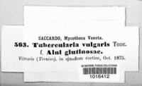 Tubercularia vulgaris image